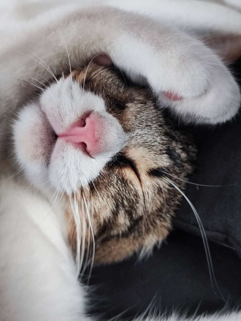 Tshino